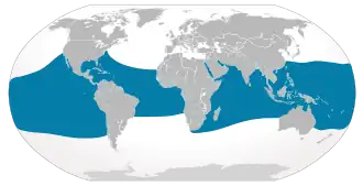Description de l'image Cypron-Range Rhincodon typus.svg.