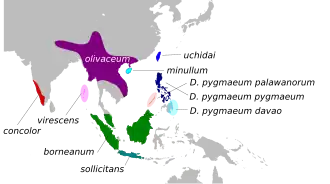 Description de l'image DicaeumConcolorMap.svg.