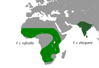 Description de l'image FalcoChicqueraRuficollisMap.svg.