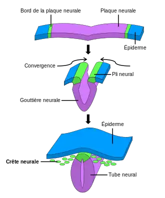 Formation de la crête neurale