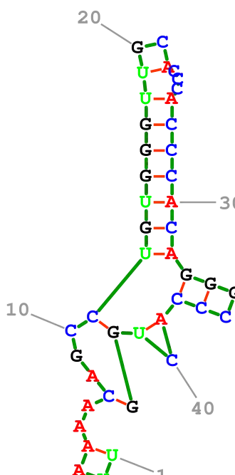 Description de l'image Nussinov78 AF083069.1 1-43.svg.
