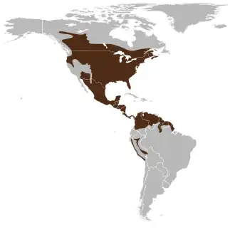 Description de l'image Odocoileus virginianus map.svg.