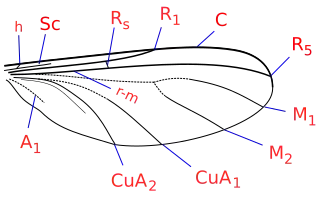 Description de l'image Ohakuneinae wing veins.svg.