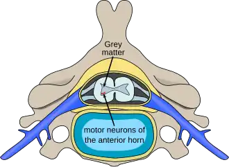 Description de l'image Polio spinal diagram-en.svg.