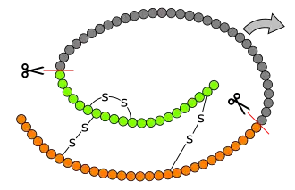 Image illustrative de l’article Insuline