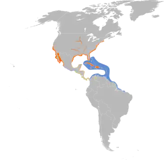 Description de l'image Sternula antillarum map.svg.