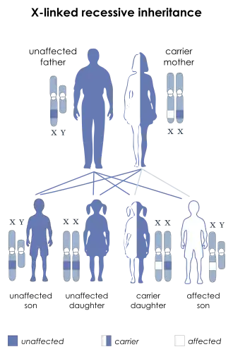 Description de l'image X-linked recessive.svg.