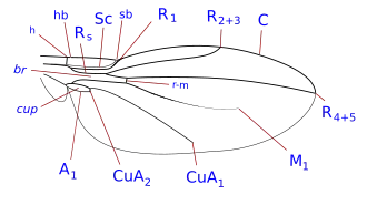 Description de l'image Xenasteiidae wing veins-1.svg.