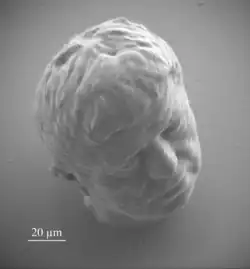 Micro-sculpture - Microlight3D