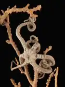 Asteromorpha rousseaui.