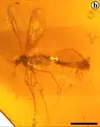 Parapolycentropus paraburmiticus, ambre de Birmanie