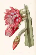 Disocactus speciosus as Cereus speciosissimus