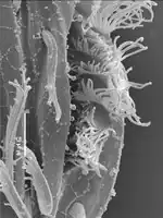Détail de membranelles d'Euplotes vanleeuwenhoeki vues au microscope électronique.