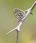 Tarucus theophrastus