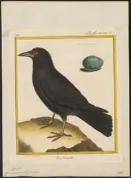 Gravure en couleur du 18e siècle représentant une Corneille noire en pied ainsi qu'un œuf.
