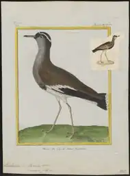 Illustration ancienne représentant un Vanneau couronné.