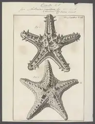 Reproduction du dessin holotype de Linck (1733) : P. lincki & P. nodosus.