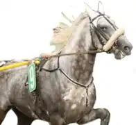 Photographie d'un cheval gros vu de profil en course