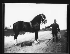 Photographiue noir en blanc d'un grand cheval noir vu de profil derrière une pancarte.