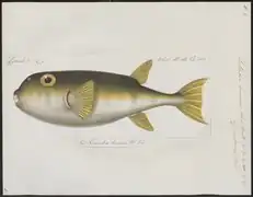 Lagocephalus lunaris