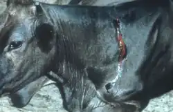 Photographie montrant le sang qui coule de la morsure d'un vampire sur le flanc d'une vache