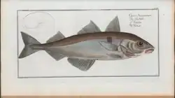 Gravure en couleur d'un poisson.