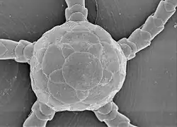 Ophiozonella stellamaris