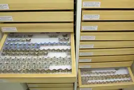 Collection de papillons