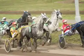 Photographie de chevaux gris attelés courant au trot