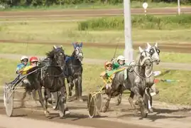 Photographie de chevaux gris attelés courant au trot
