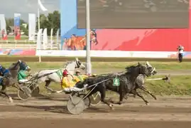 Photographie de chevaux gris attelés courant au trot, vus de profil