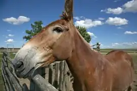 Photographie d'une grosse mule avec la tête sur une clôture ; son museau est décoloré en blanc-gris alors que le reste de sa tête est roux.