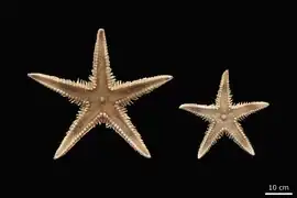 Astropecten dubiosus (NHMD)
