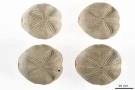 Brissopsis evanescens (NHMD)