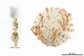 Gracilechinus atlanticus