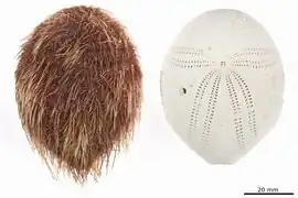 Eurypatagus grandiporus (Eurypatagidae)