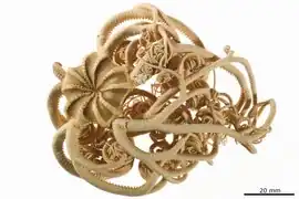 Gorgonocephalus pustulatum