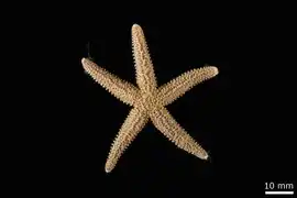 Leptasterias hyperborea