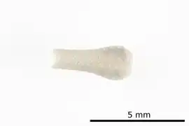 Hagenowia elongata (espèce fossile, famille des Cardiasteridae).