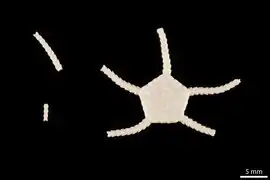 Ophiosphalma variabile