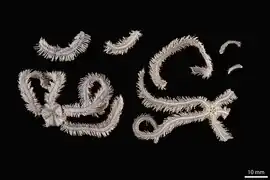 Macrophiothrix vicina