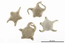 Stegophiura stuwitzii