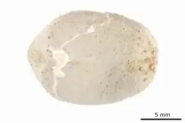 Palaeotropus loveni