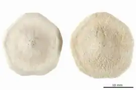 Peronella orbicularis.