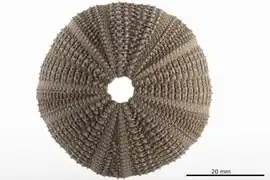 Test de Temnopleurus alexandri.