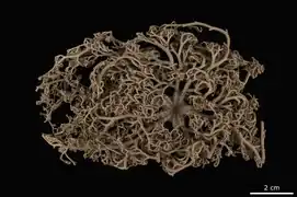 Astroboa tuberculosa