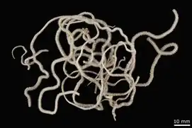 Ophiophragmus tabogensis