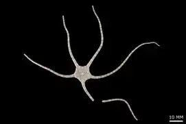 Ophiopaepale diplax (genre actuellement placé sous incertae sedis).