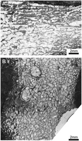 Description de l'image Alveolitidae (10.1371-journal.pone.0149767) Figure 5.tiff.