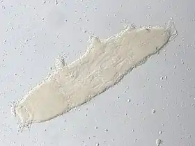 Description de l'image Austeruseus rokuri Allotype.tif.